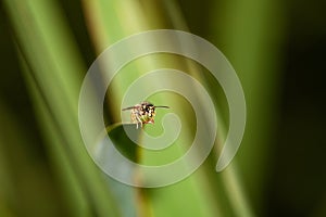 common wasp (Vespula vulgaris), taken in the UK