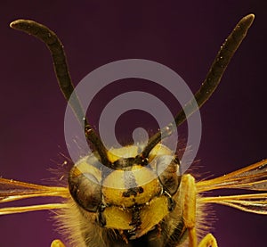 Common Wasp on violet Background