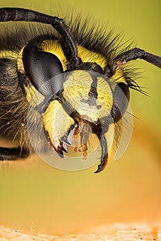 Common Wasp, Wasp, Vespula vulgaris