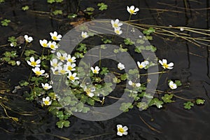 Common Water Crowfoot