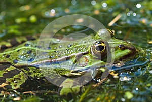 Common water frog