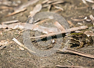 A common water frog or the edible frog sitting on the ground