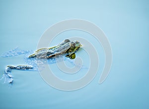 A common water frog or the edible frog swimming in the blue water