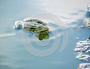 A common water frog or the edible frog swimming in the blue water