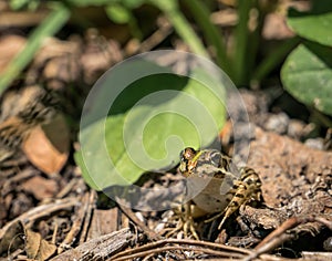 A common water frog or the edible frog sitting on the ground