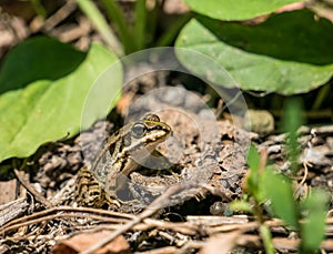 A common water frog or the edible frog sitting on the ground between green leaves