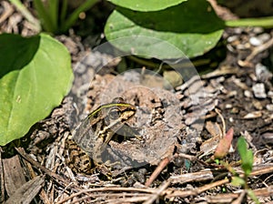 A common water frog or the edible frog sitting on the ground between green leaves