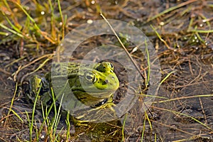 Common water frog  in a fen in Kalmthout heath - anura