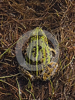 Common water frog  in a fen in Kalmthout heath - anura