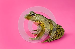 Common Water Frog