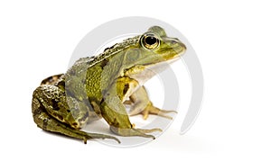 Common Water Frog in front of a white background