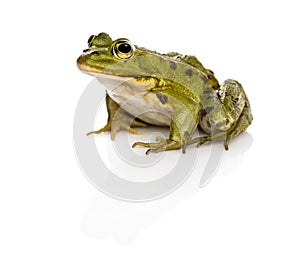 Common Water Frog in front of a white background