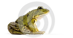 Common Water Frog in front of a white background