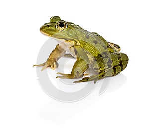 Common Water Frog in front of a white background