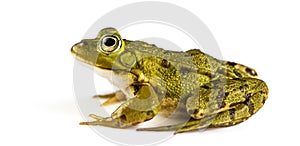 Common Water Frog in front of a white background