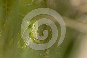 Common water frog hiding in the reed