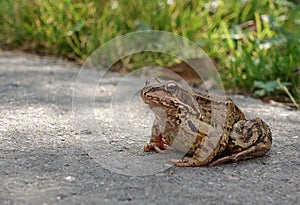 Common water frog on the pavement. Amphibian class