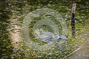 A common water frog, pelophylax esculentus, in the water. Pilsen, Czech Republic