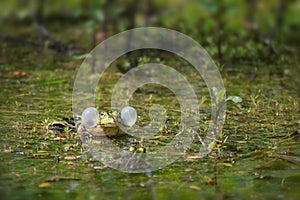 Common water frog (Pelophylax kl. esculentus) calling male with inflated vocal sacs in a pond, copy space photo