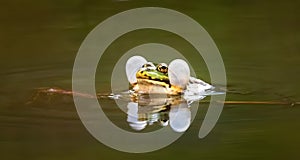 Common water frog Pelophylax kl. esculentus in water