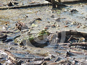 Common water frog portrait