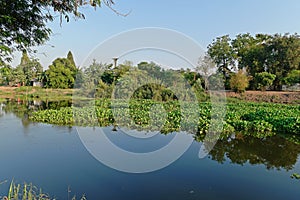 Common water hyacinth, aquatic flower plant, invasive weed