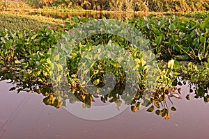 Common water hyacinth, aquatic flower plant, invasive weed