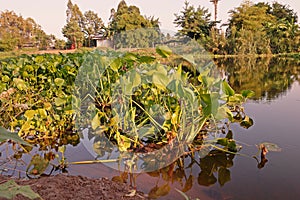 Common water hyacinth, aquatic flower plant, invasive weed