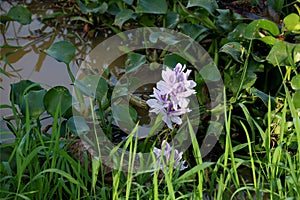 Common Water Hyacinth Growing at a Riverside in Sarawak Borneo Malaysia