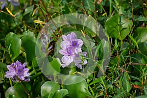 Common Water Hyacinth Pontederia crassipes Flowers and Leaves in the Wetland