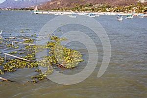 Common water hyacinth on the shore of Lake Chapala with calm waters