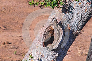 Common Water Monitor Lizzard (Varanus salvator) lying in a tree hollow