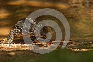 Common water monitor, Varanus salvator, portrait with background water