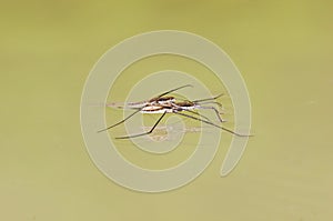 Common Water Strider