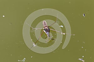 Common water strider Gerris lacustris