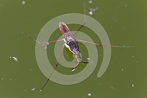 Common water strider Gerris lacustris