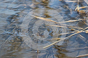 Common Water Strider (Gerris regimis)