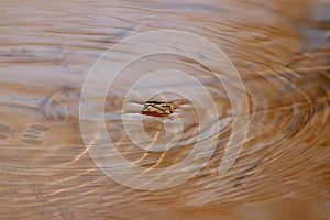 Common Water Strider (Gerris regimis) photo