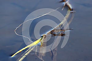 Common Water Strider (Gerris regimis) photo