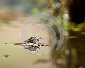 Common Water Strider during the mating