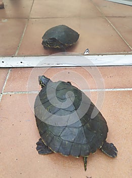a common water turtle looking in the mirror