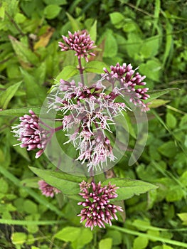 Common water weed flower in a marshy area