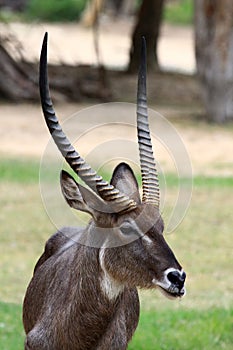 Common Waterbuck bull (Kobus ellipsiprymnus)