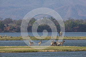 Common Waterbuck and elephant by the Zambezi river photo