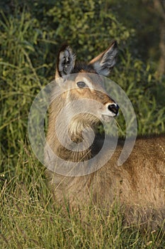 Common Waterbuck in high green grass in evening light.