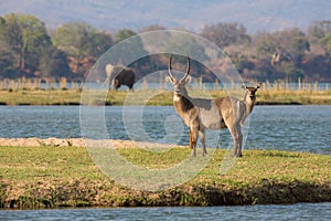 Common Waterbuck on an island in the Zambezi River