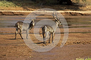 Common Waterbuck, kobus ellipsiprymnus, Males standing near River, Kenya