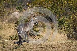 Common Waterbuck in Kruger National park, South Africa