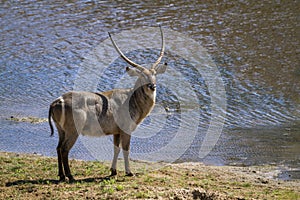 Common Waterbuck in Kruger National park, South Africa