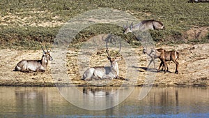 Common Waterbuck in Kruger National park, South Africa